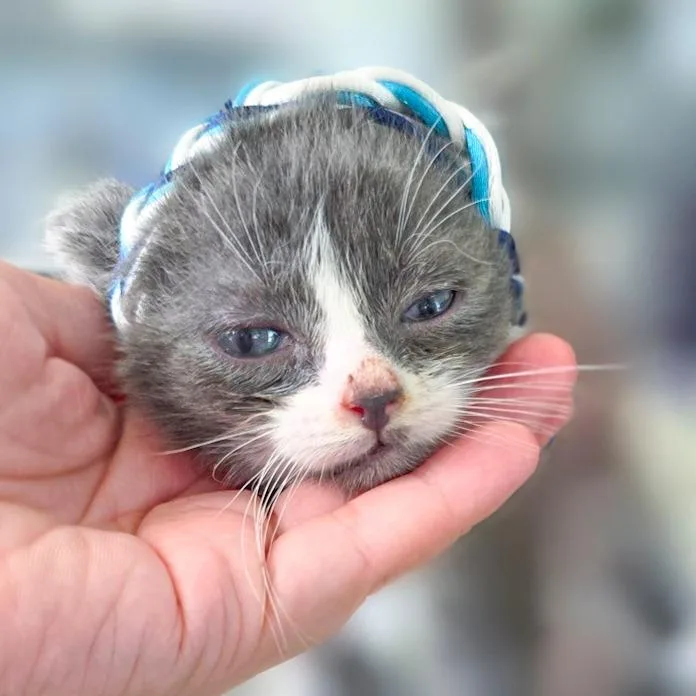 A baby small-sized male Gray / Blue / Silver Domestic Short Hair cat named Whisk for adoption in Chapel Hill, NC
