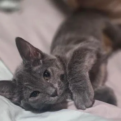 A baby small-sized female Gray / Blue / Silver American Shorthair cat named Six for adoption in Houston, TX