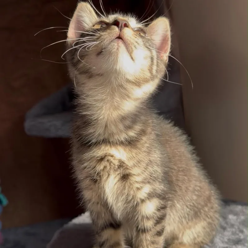 A baby small-sized female Brown / Chocolate Domestic Short Hair cat named Grape for adoption in Middle Village, NY