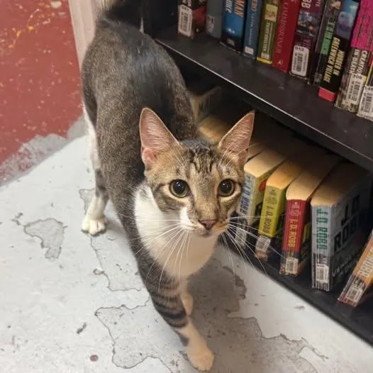 A young medium-sized male Tabby (Buff / Tan / Fawn) Domestic Short Hair cat named Jasper at Fat Cat for adoption in Tallahassee, FL