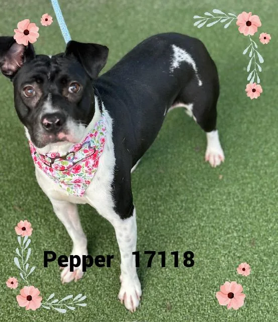 A baby medium-sized female Pit Bull Terrier dog named Pepper for adoption in Marietta, GA