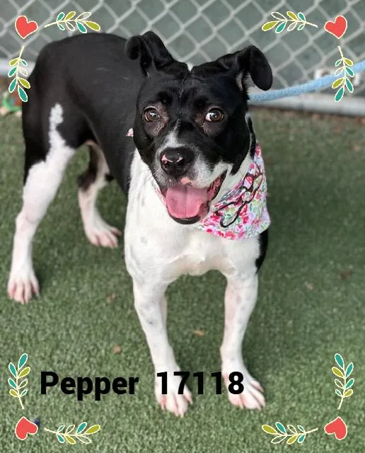 Pepper thumbnail 2