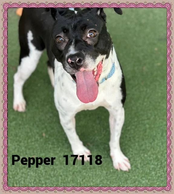 Pepper thumbnail 3