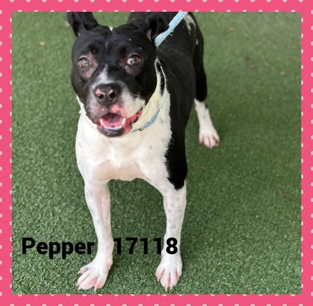 Pepper thumbnail 4