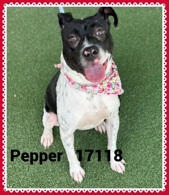 Pepper thumbnail 5