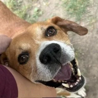 An adult large-sized male Mixed Breed dog named Jake Ryan+ for adoption in Elk Grove Village, IL