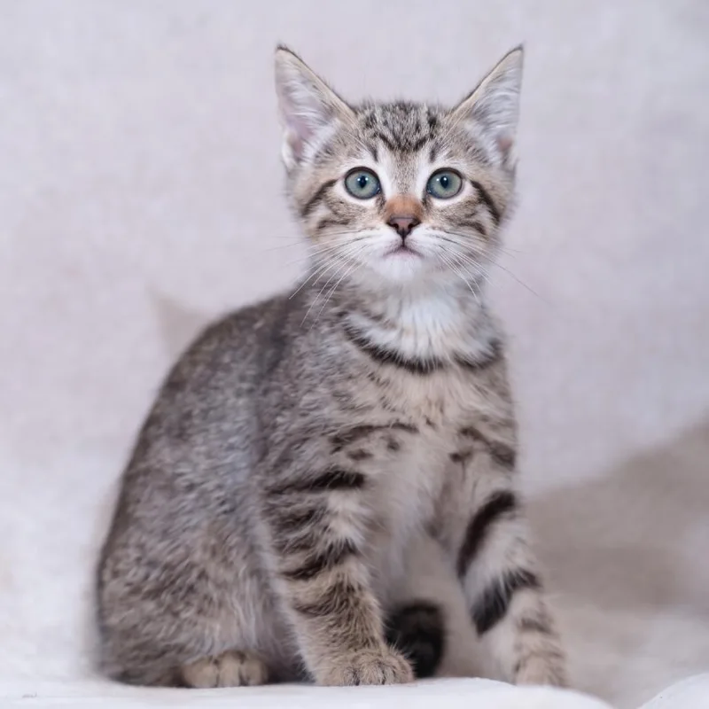A baby small-sized female Brown / Chocolate Domestic Short Hair cat named Ash for adoption in Sunnyvale, CA