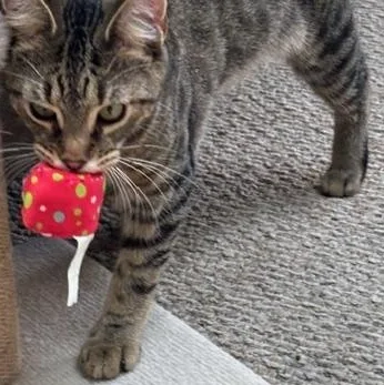 A young medium-sized male Tabby (Buff / Tan / Fawn) Domestic Short Hair cat named Tootles for adoption in Richmond, VA