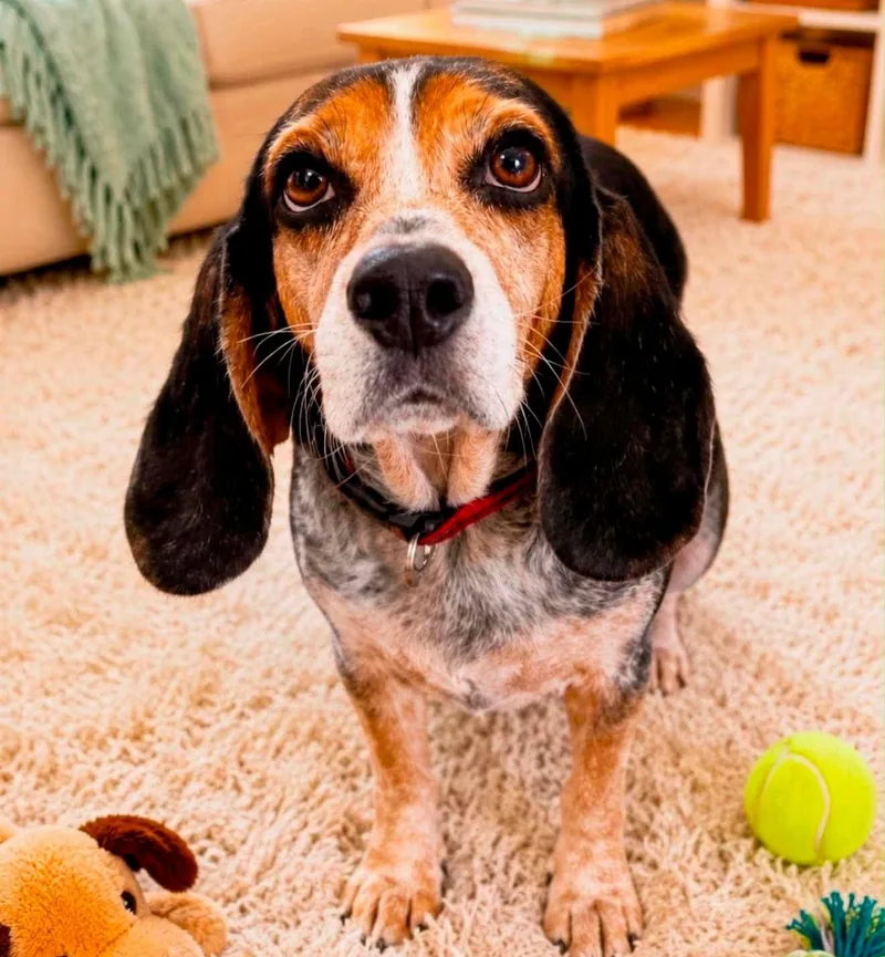 An adult small-sized female Beagle dog named Maybel for adoption in Walker, LA