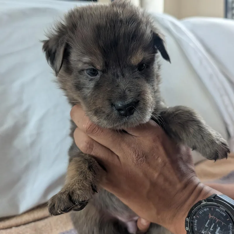 A baby small-sized female Mixed Breed dog named Mrs. Plump for adoption in Park City, UT