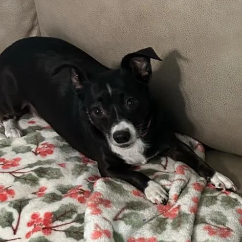 An adult small-sized female Chihuahua dog named Minnie Mouse for adoption in Baton Rouge, LA