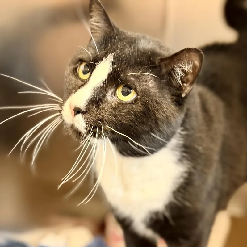 An adult medium-sized male Black & White / Tuxedo Domestic Short Hair cat named Aang for adoption in Jackson, NJ
