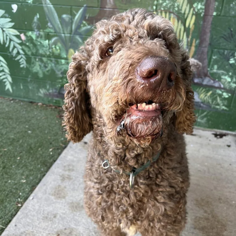 An adult large-sized male Brown / Chocolate Saint Bernard dog named Remington for adoption in Fairport, NY