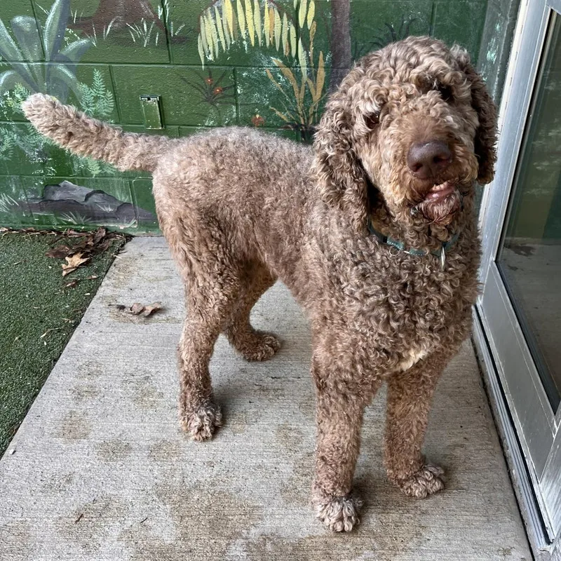 Remington thumbnail 2