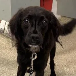 An adult small-sized female Black Mixed Breed dog named Tiffany for adoption in Jacksonville, FL