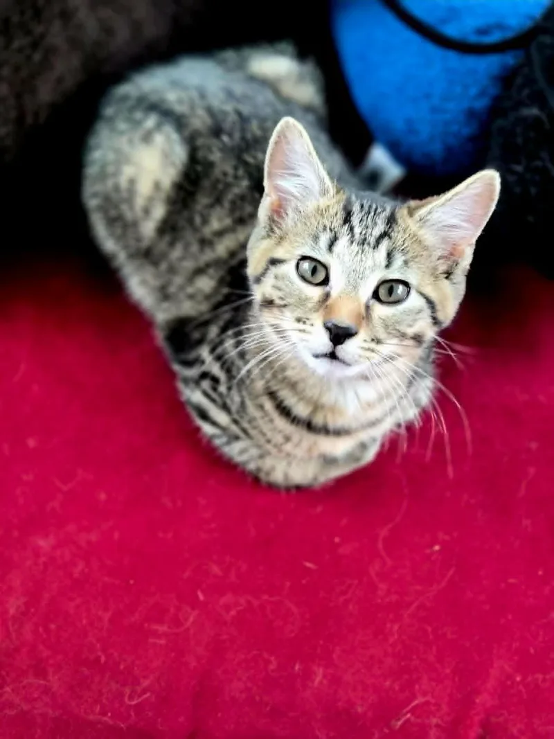A baby medium-sized male Tabby cat named Rocket for adoption in Cincinnati, OH