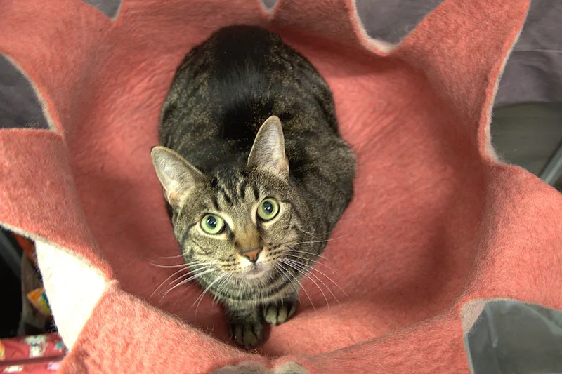 Diesel  Kuykendahl Petsmart