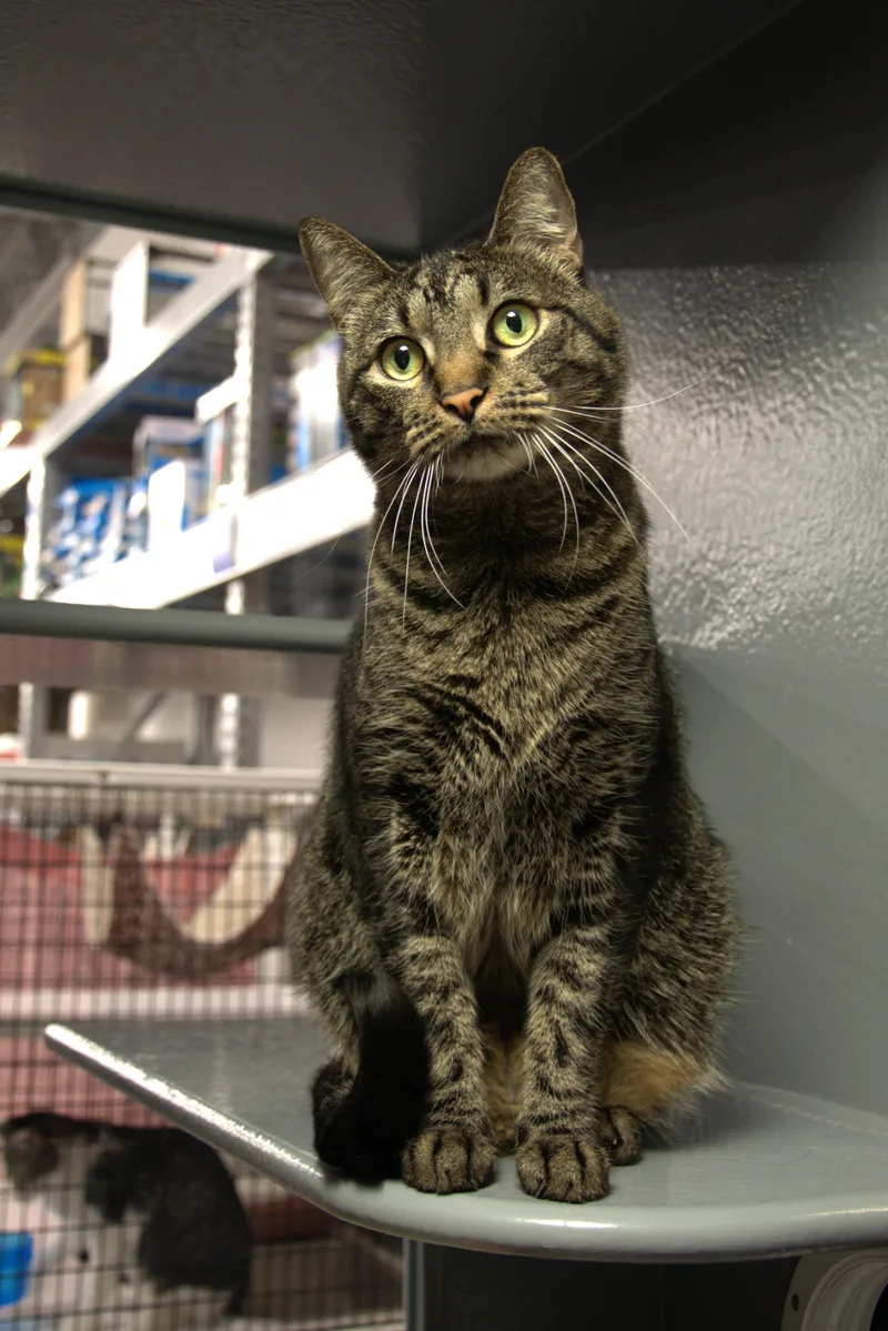 Diesel  Kuykendahl Petsmart thumbnail 2