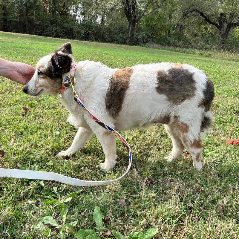 An adult small-sized female Brown / Chocolate Shetland Sheepdog / Sheltie dog named Buttons for adoption in Pittsburg, KS