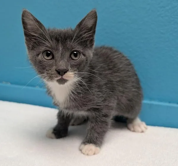 A baby small-sized male Domestic Short Hair cat named Emporio for adoption in Escondido, CA