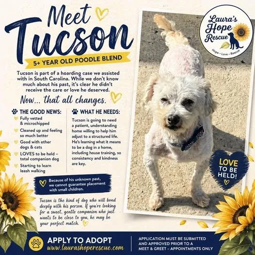 An adult small-sized male Apricot / Beige Poodle dog named Tuson for adoption in Hop Bottom, PA