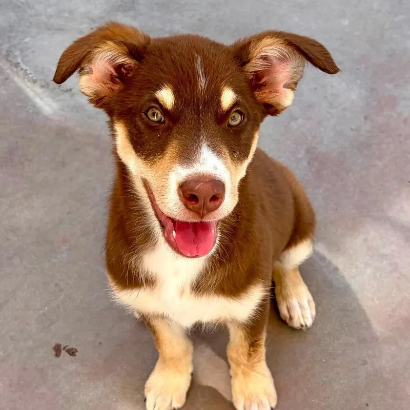 A baby small-sized female Brown / Chocolate Mixed Breed dog named Cinnabon for adoption in Palm Springs, CA