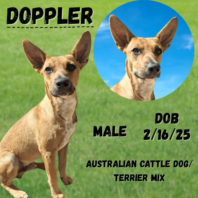 Doppler