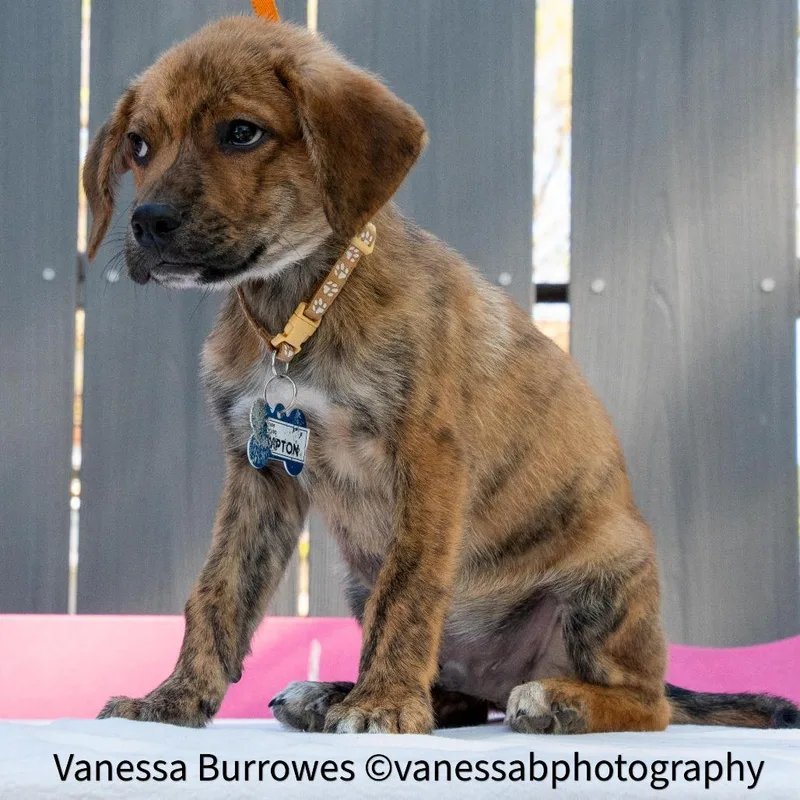 A baby small-sized male Yellow / Tan / Blond / Fawn Hound dog named Compton for adoption in Wake Forest, NC