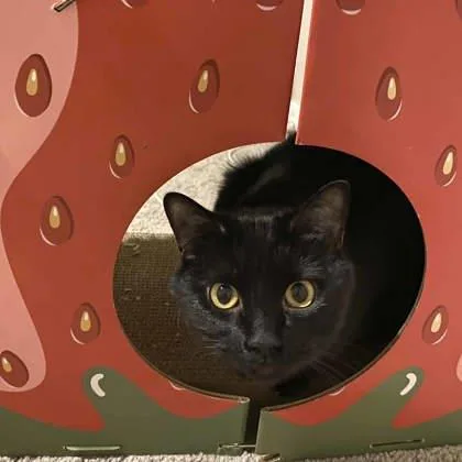 An adult small-sized male Black Domestic Short Hair cat named Jaxon for adoption in Atlanta, GA