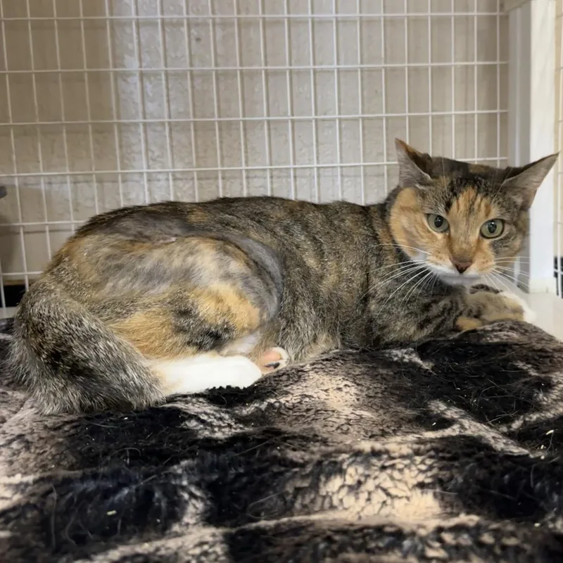 A young medium-sized female Domestic Short Hair cat named Katniss for adoption in Medford, OR