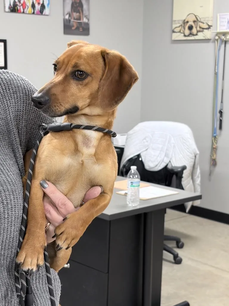 Finnegan thumbnail 4