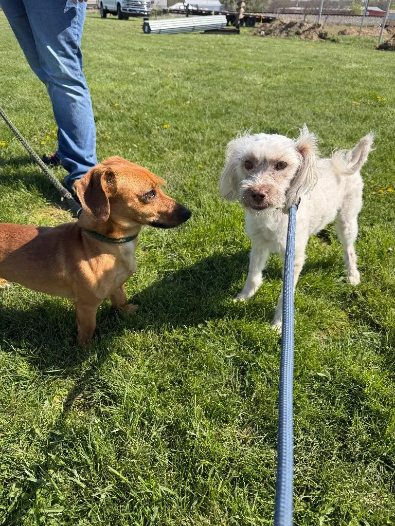 Finnegan thumbnail 5