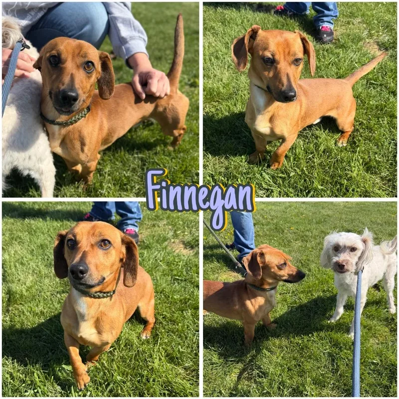 Finnegan thumbnail 6