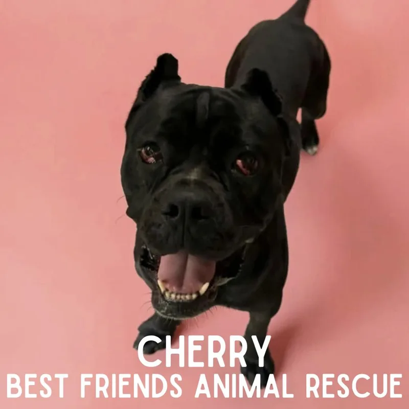 An adult large-sized female Black Cane Corso dog named Cherry for adoption in Wasilla, AK