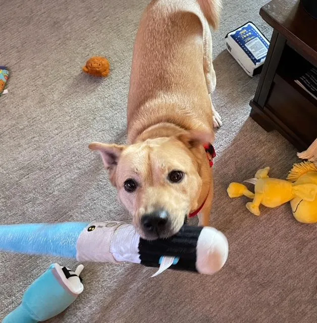 A young large-sized male Yellow / Tan / Blond / Fawn Jindo dog named Sanji for adoption in Far Rockaway, NY