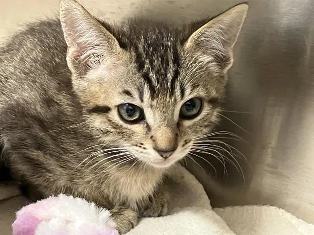 A baby small-sized male Domestic Short Hair cat named Falcon for adoption in Tustin, CA
