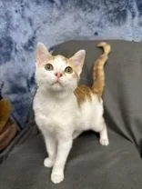 A young small-sized male White Domestic Short Hair cat named Boogar for adoption in McCook, NE