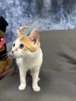 Boogar thumbnail 2