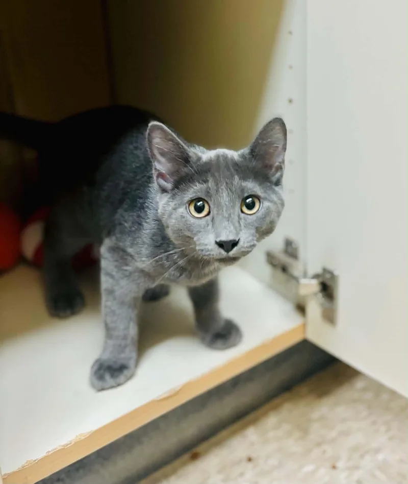 A young medium-sized male Domestic Short Hair cat named Ben for adoption in Mansfield, TX