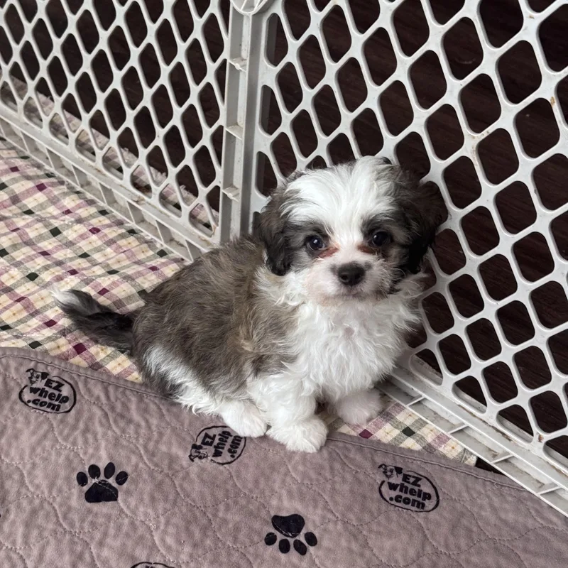 A baby small-sized male Tricolor (Brown, Black, & White) Shih Tzu dog named Eamon for adoption in Monroe, NC