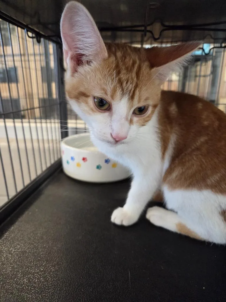 A baby small-sized male Domestic Short Hair cat named Prince for adoption in Bossier City, LA