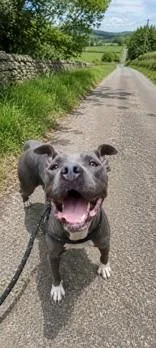 A young medium-sized female Gray / Blue / Silver Mixed Breed dog named Kira for adoption in Georgetown, SC