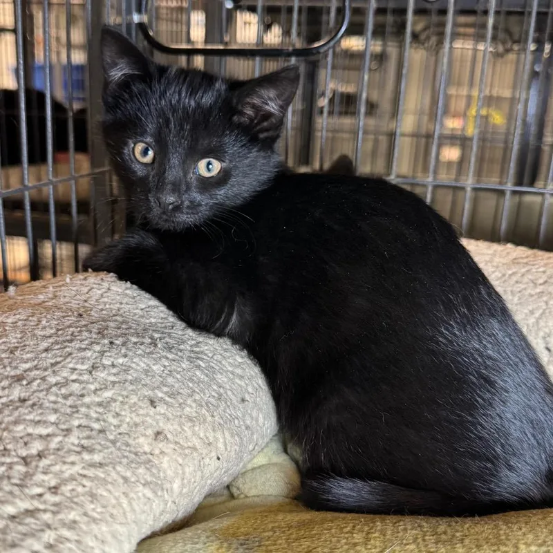 A baby medium-sized male Domestic Short Hair cat named Alex for adoption in Saginaw, MI