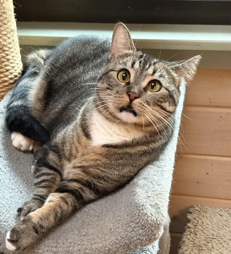 An adult medium-sized female Tabby (Brown / Chocolate) Domestic Short Hair cat named Daisy Mae for adoption in Oracle, AZ