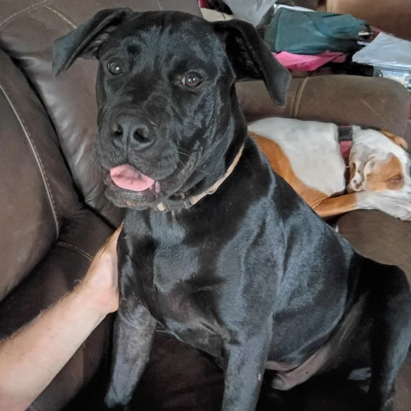 A baby large-sized male Pit Bull Terrier dog named Pongo for adoption in Stuart, VA