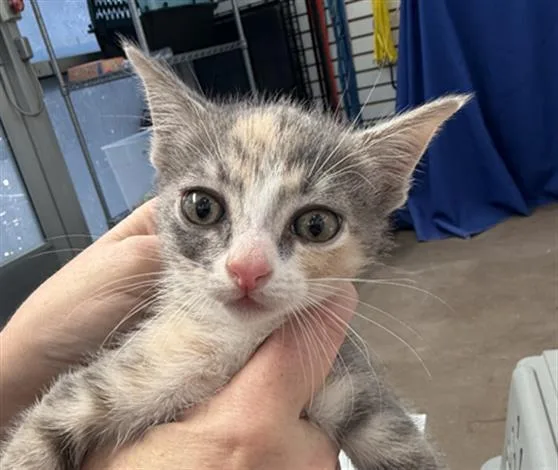 A baby medium-sized female Domestic Short Hair cat named Tylee for adoption in Dallas, TX