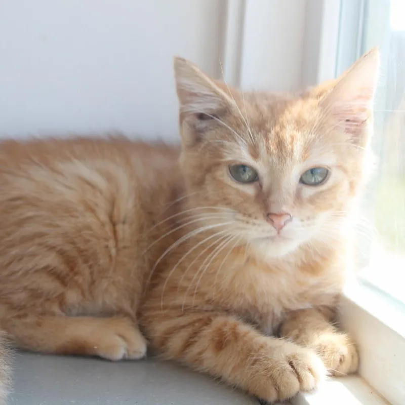 A young medium-sized female Orange / Red Domestic Short Hair cat named Princess Peach for adoption in Cleveland, MS