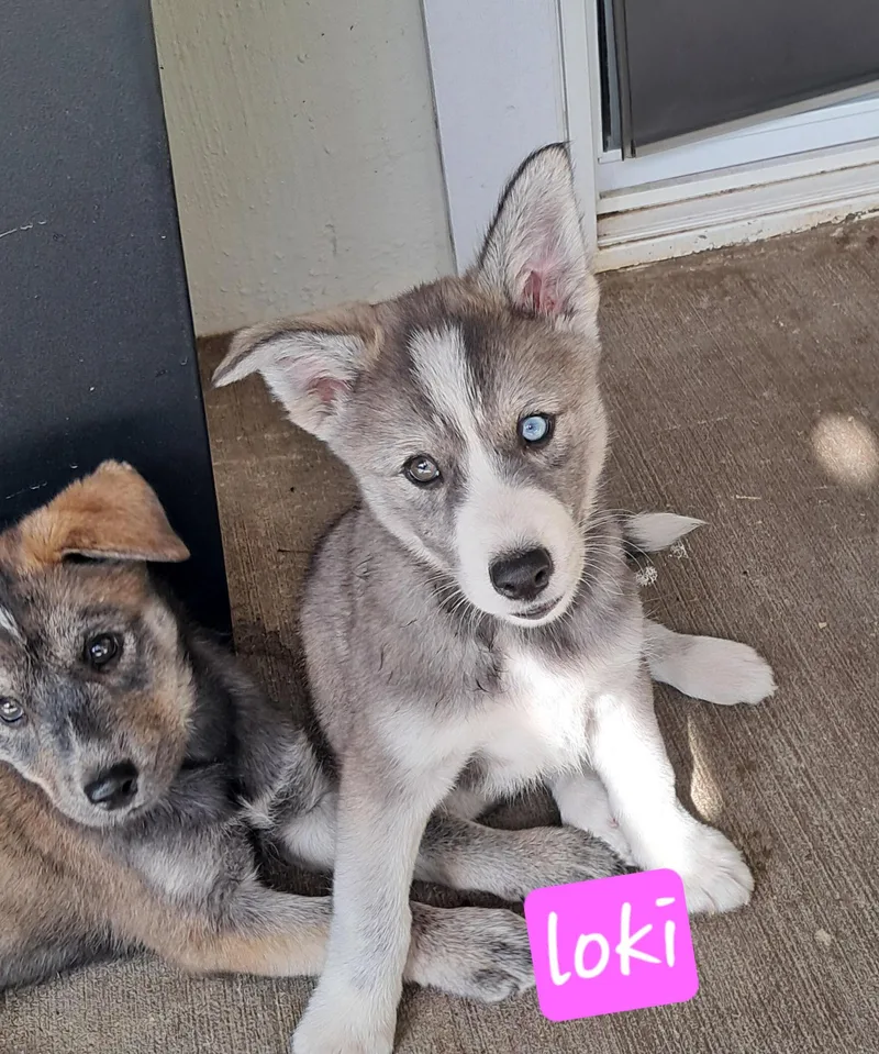 The Husky Pack thumbnail 4