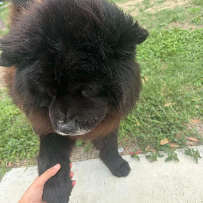 An adult medium-sized male Black Chow Chow dog named Midnight JuM for adoption in Austin, TX