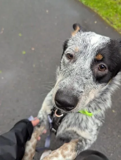 A young medium-sized male Australian Cattle Dog / Blue Heeler dog named Stitch for adoption in Madison, NJ